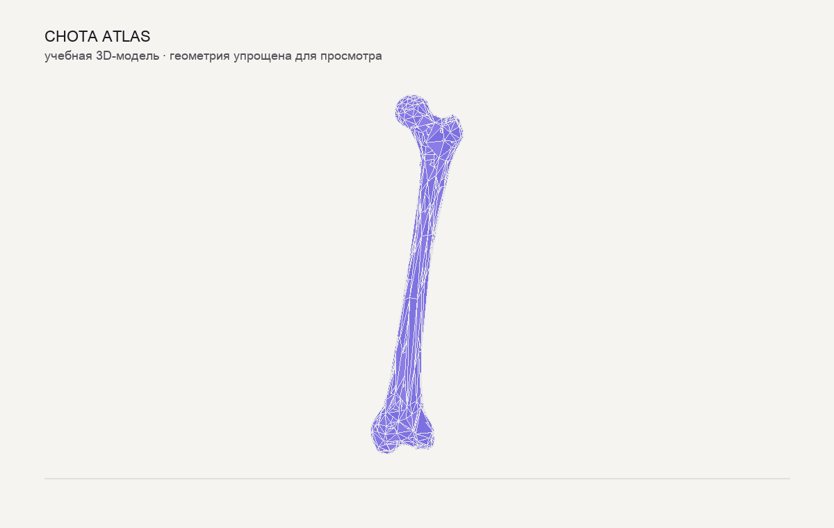 Упрощённая учебная 3D-модель: Бедренная кость (femur)