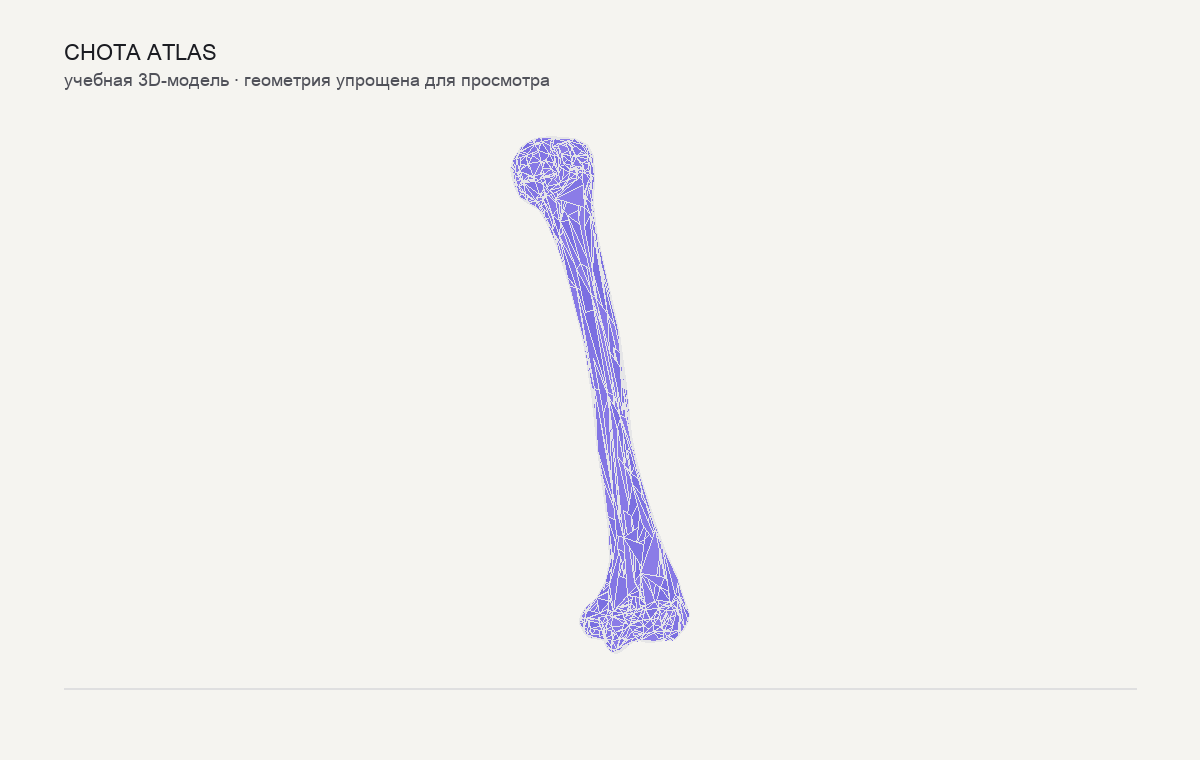 Упрощённая учебная 3D-модель: Плечевая кость (humerus)