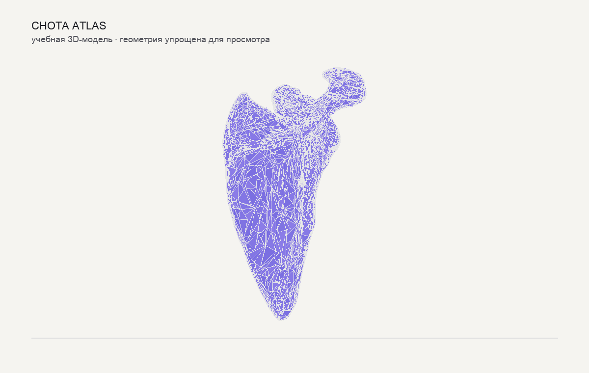 Упрощённая учебная 3D-модель: Лопатка (scapula)