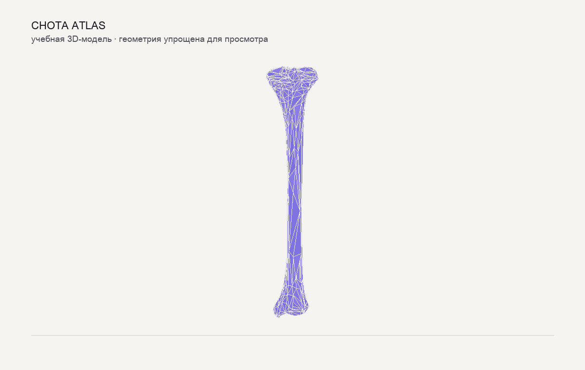 Упрощённая учебная 3D-модель: Большеберцовая кость (tibia)