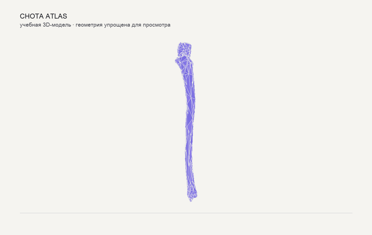 Упрощённая учебная 3D-модель: Локтевая кость (ulna)